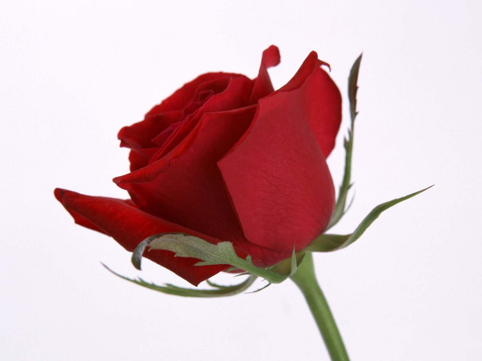 flor rosa amor romance naturaleza floral boda regalo pétalo flora aniversario ramo hoja amigo romántico color verano bluming cumpleaños