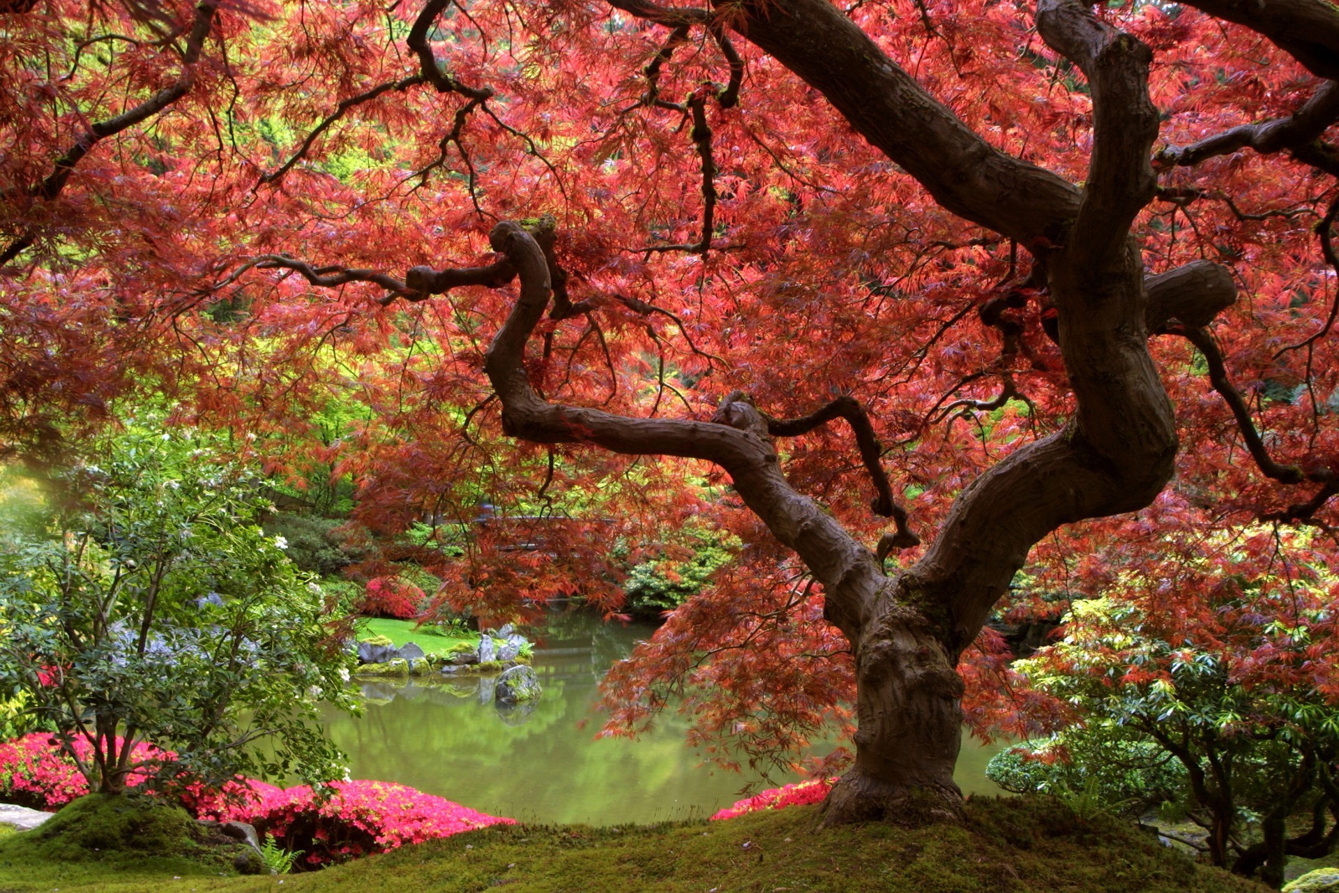 árbol hoja otoño parque arce rama naturaleza temporada paisaje madera jardín al aire libre color flor flora medio ambiente escénico