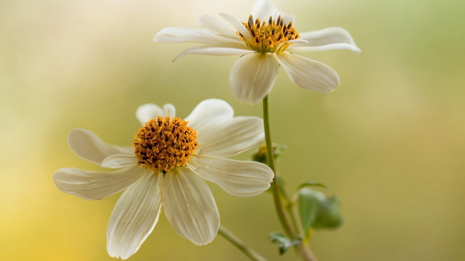 naturaleza flor flora verano hoja jardín floral crecimiento brillante pétalo