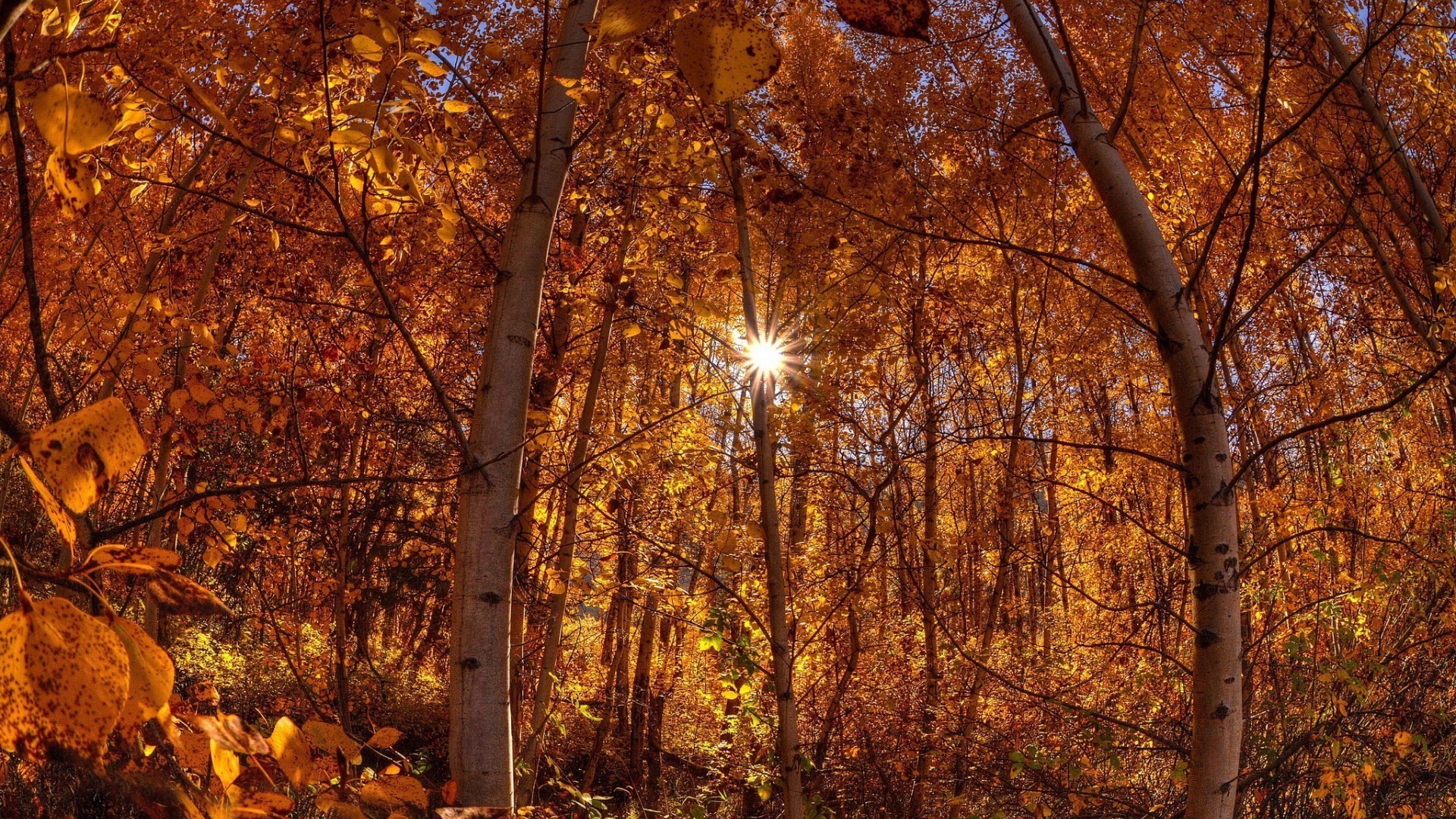 otoño madera hoja árbol paisaje temporada arce parque rama oro naturaleza amanecer buen tiempo al aire libre invierno brillante escénico cambio