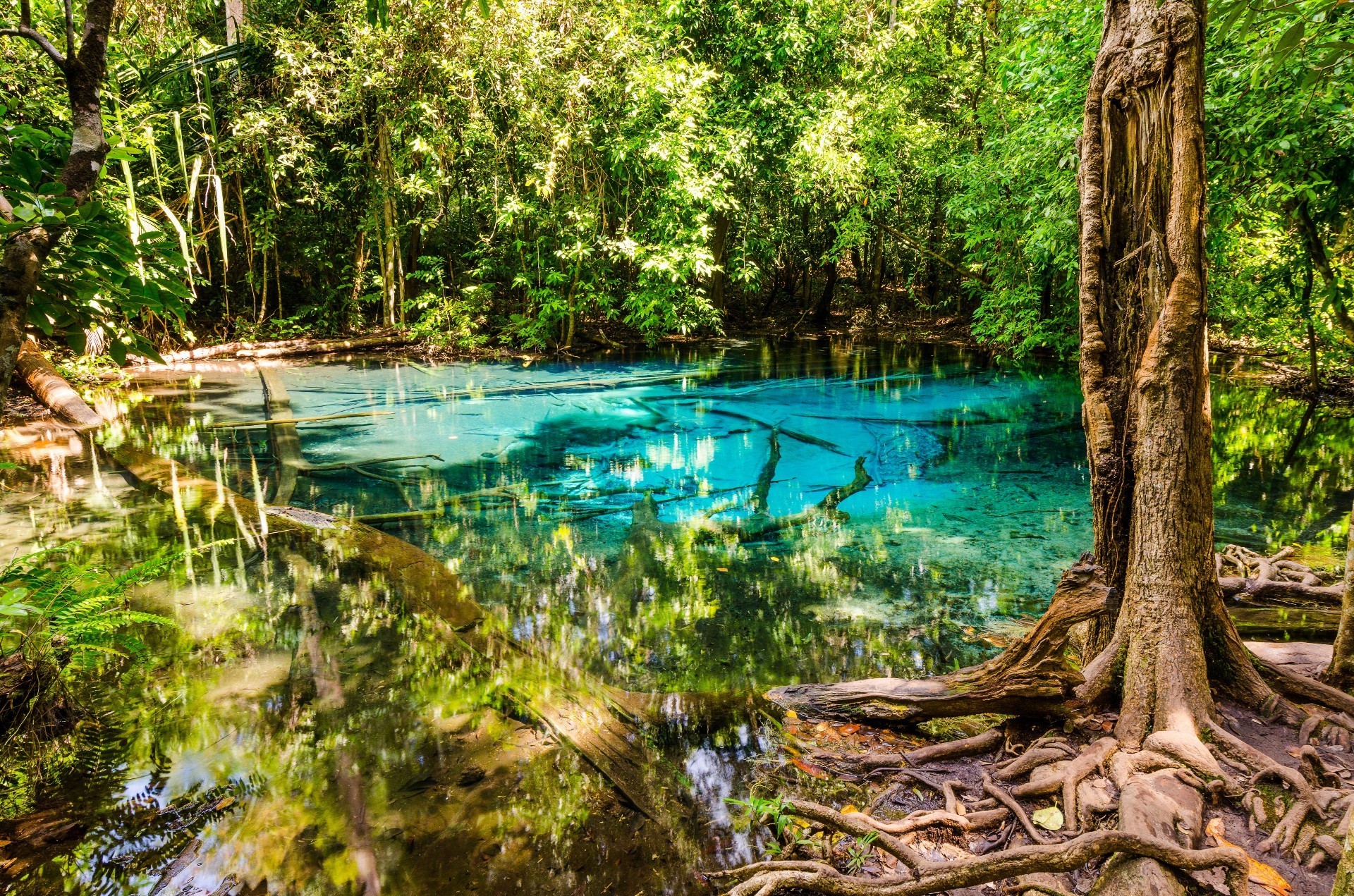 agua madera naturaleza árbol hoja verano viajes tropical paisaje parque río flora hermosa al aire libre medio ambiente selva escénico lago reflexión