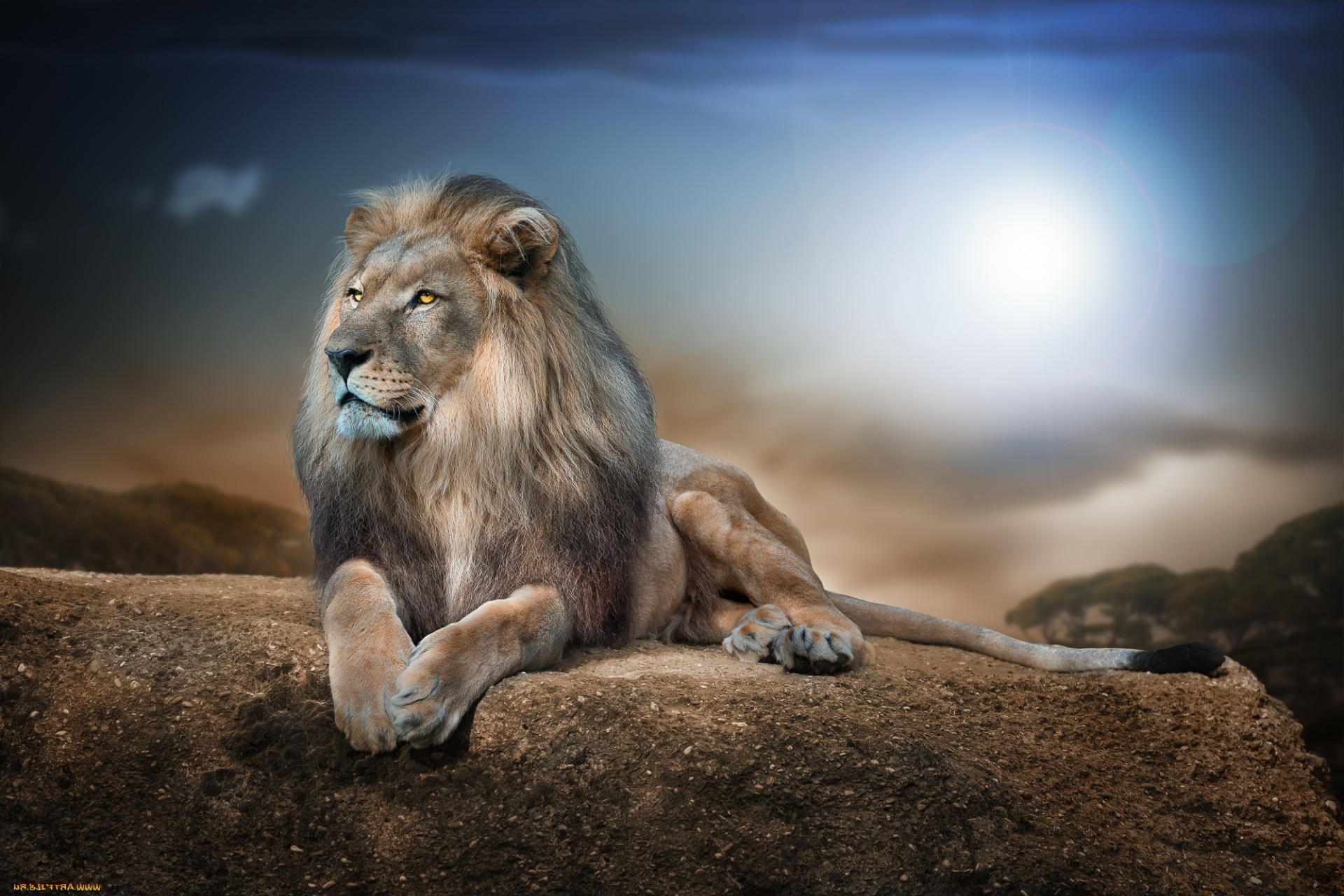 mamífero león vida silvestre