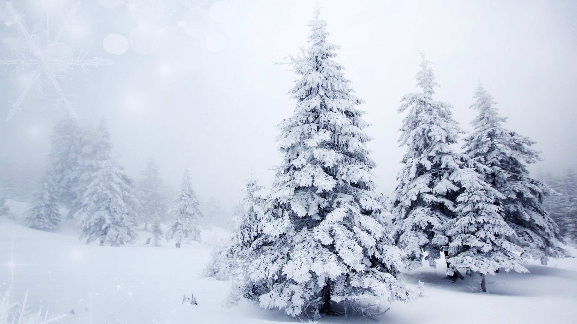 nieve invierno escarcha frío congelado hielo madera árbol tiempo temporada navidad pino nevado escarchado tormenta de nieve abeto paisaje abeto