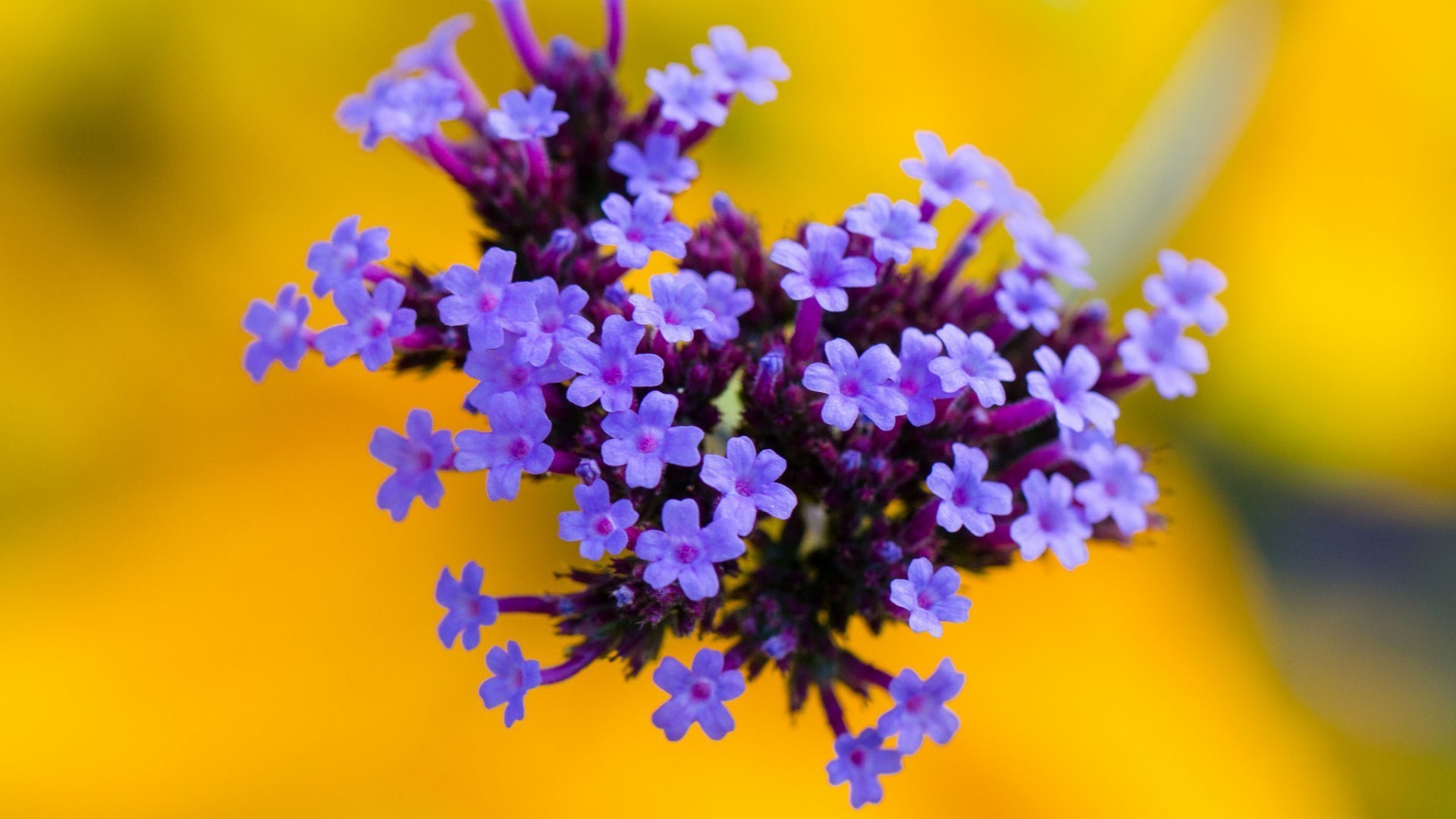 flor naturaleza flora floral desenfoque jardín verano hoja color bluming