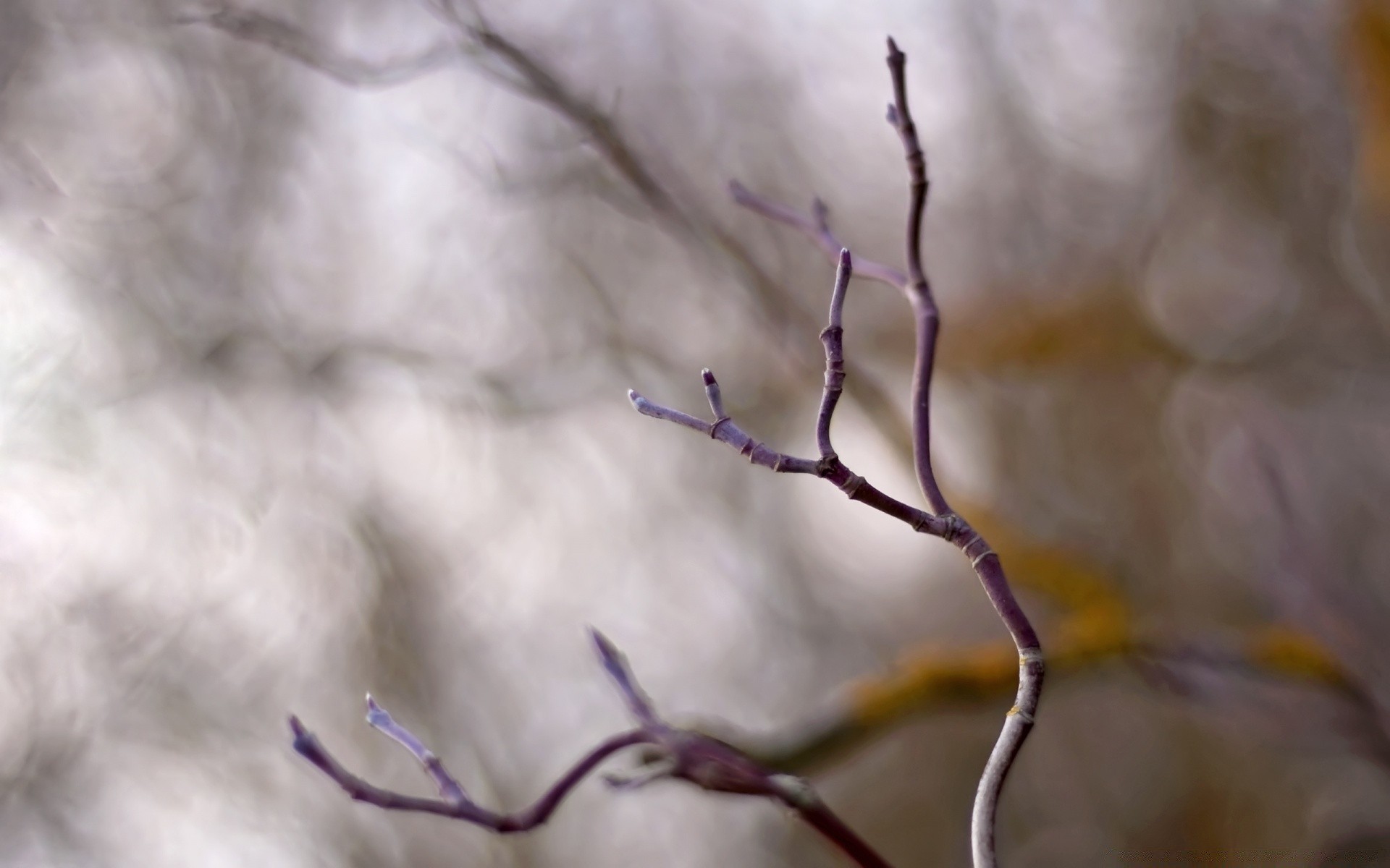 macro naturaleza invierno árbol pájaro al aire libre nieve desenfoque otoño flor araña biología luz