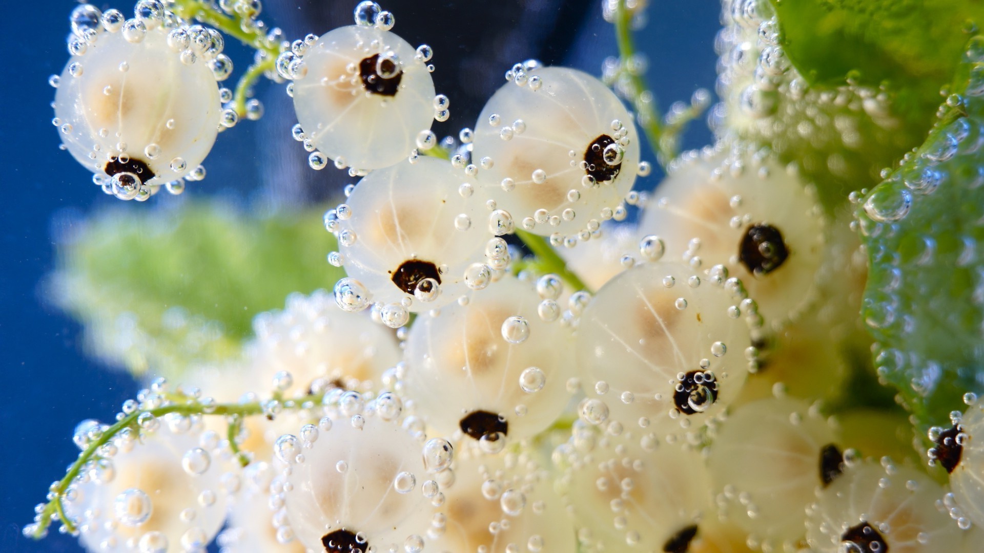 naturaleza flor lluvia caída decoración rocío agua verano