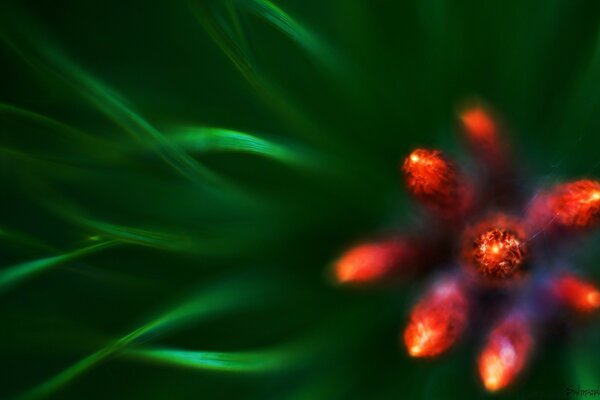 Foto borrosa de la planta roja