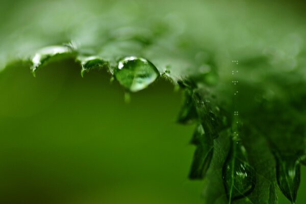 Fotografía macro de rocío en una hoja de helecho