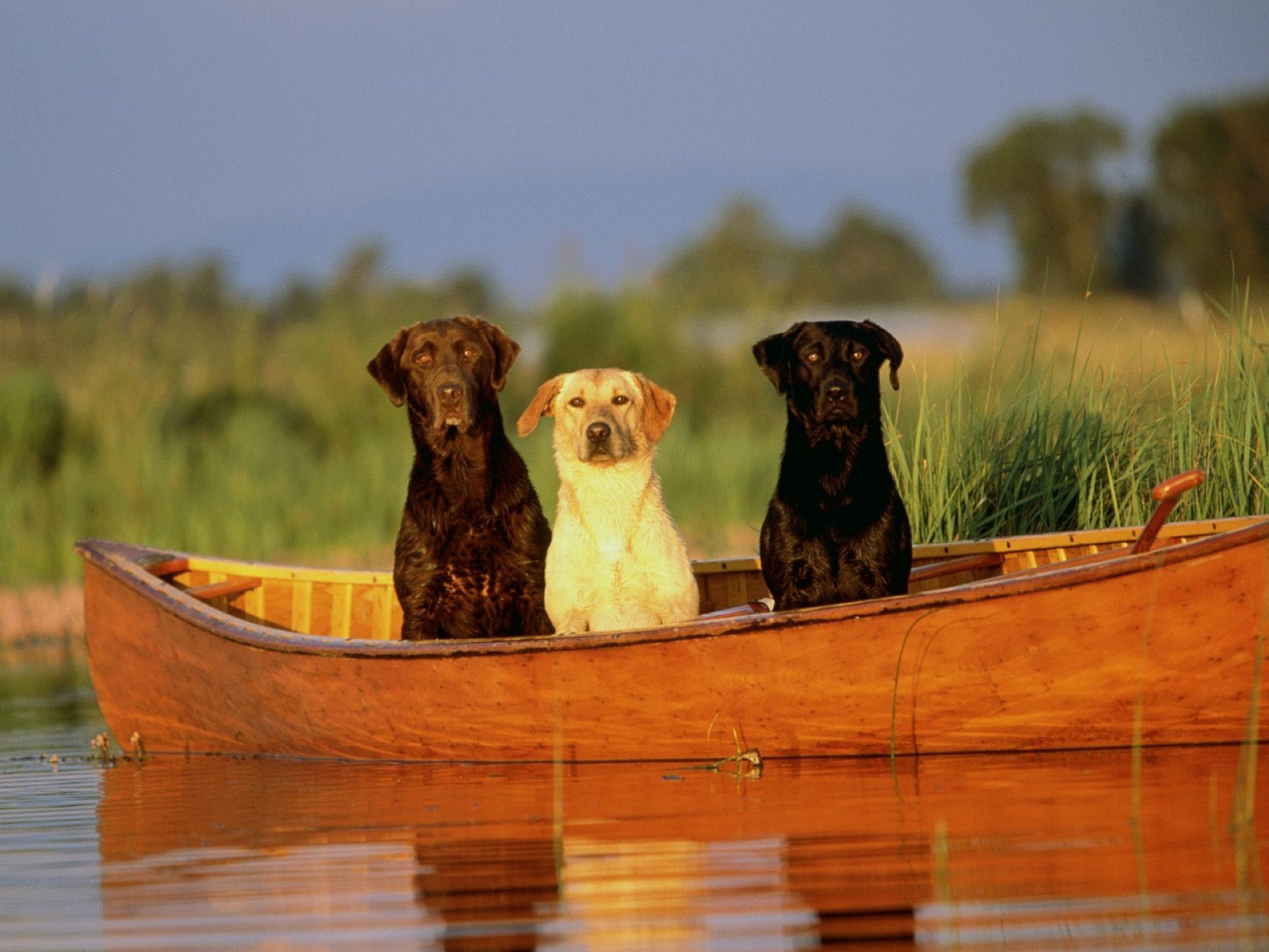 perros agua al aire libre puesta de sol naturaleza viajes madera