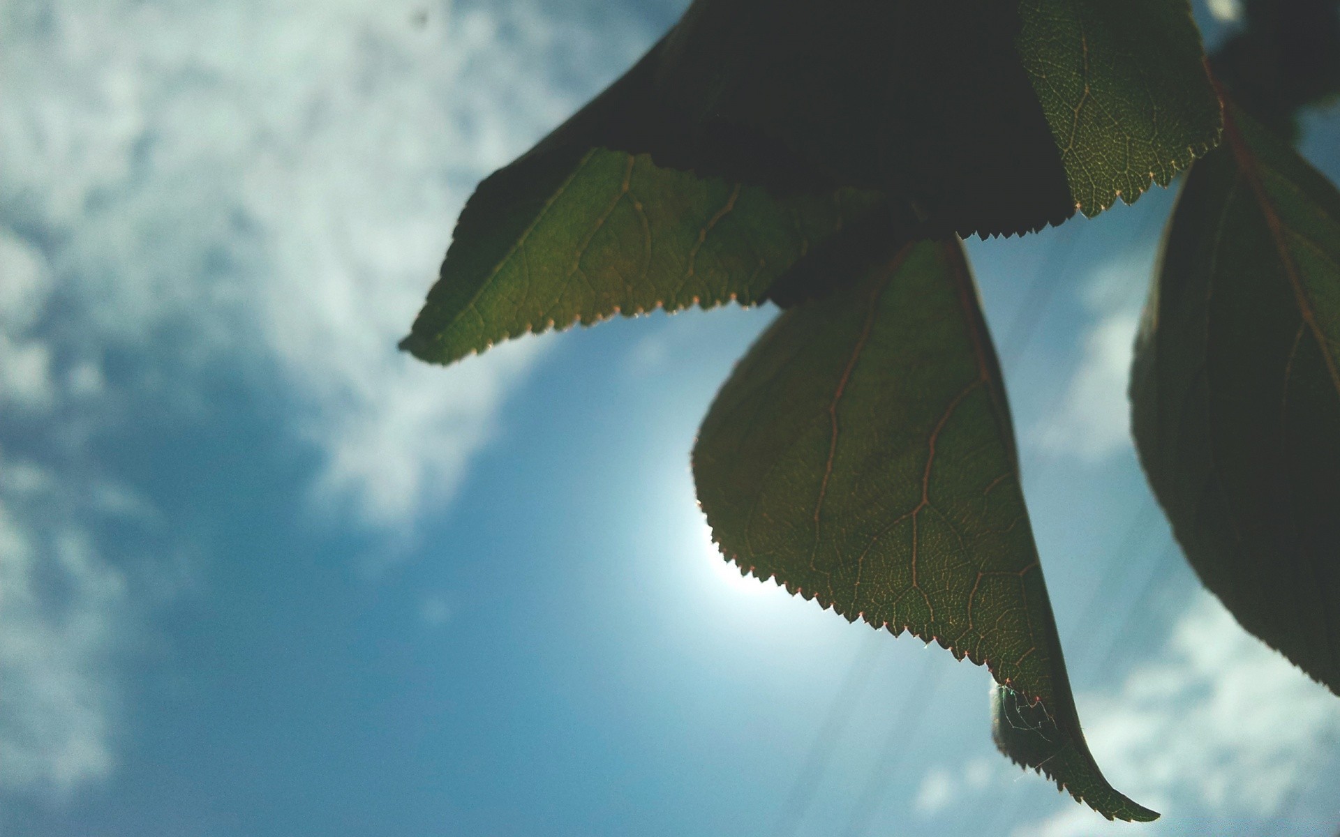 fotografía macro naturaleza cielo hoja al aire libre árbol pájaro vuelo luz del día vida silvestre