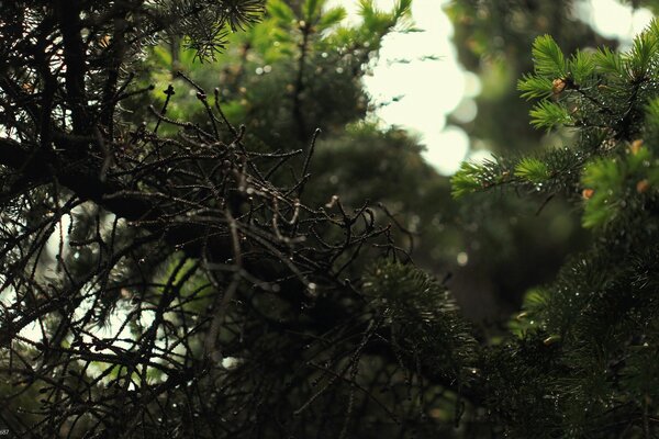Conífero. Bosque conífero. Naturaleza