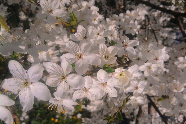 Flores blancas. Floración en primavera