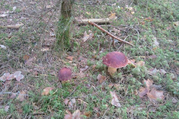 El resultado de las densas nieblas en el otoño en el bosque