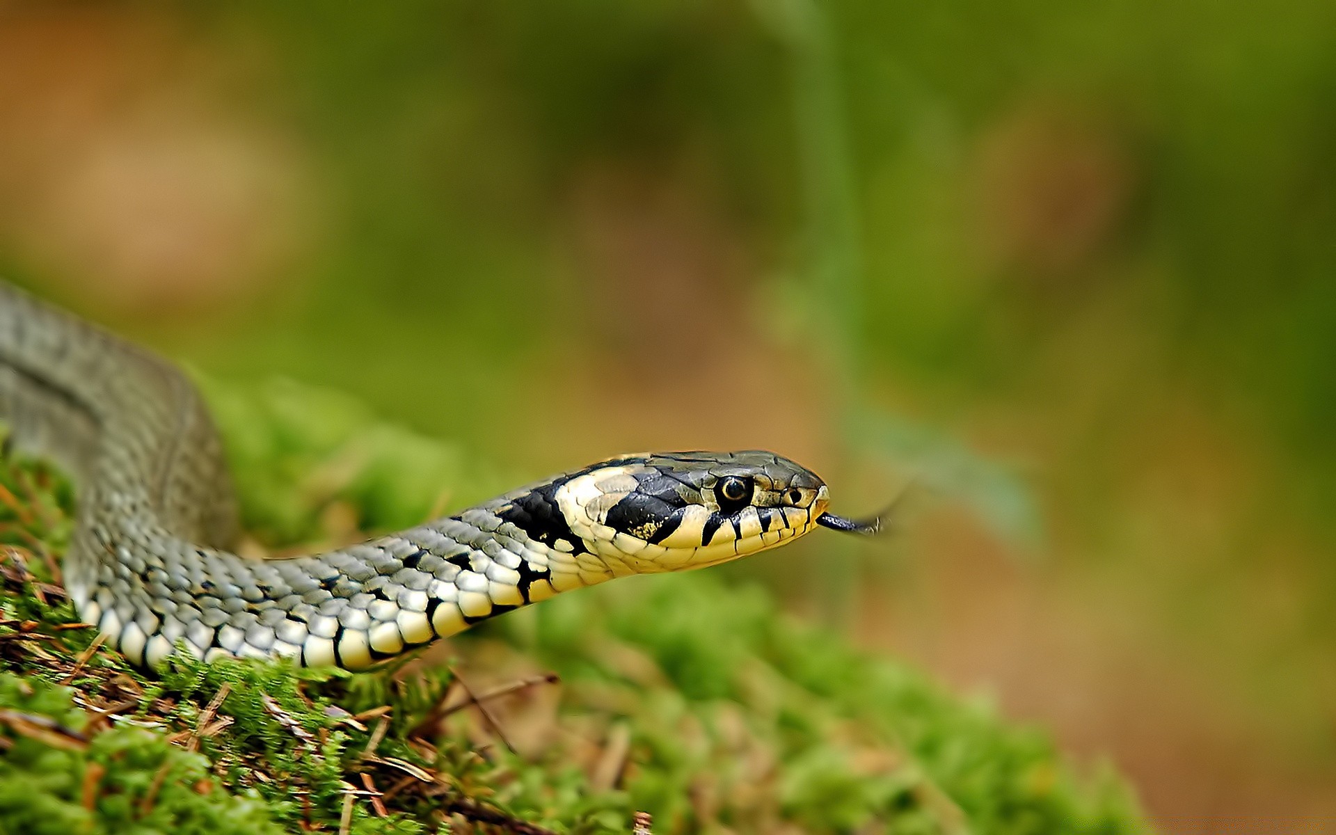 reptiles y ranas serpiente gazoo vida silvestre naturaleza animal viper veneno veneno boa zoología pitón peligro salvaje herpetología mortal deslizarse suspender al aire libre cobra