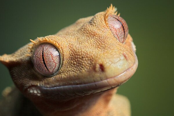 Macro fotografía linda rana salvaje
