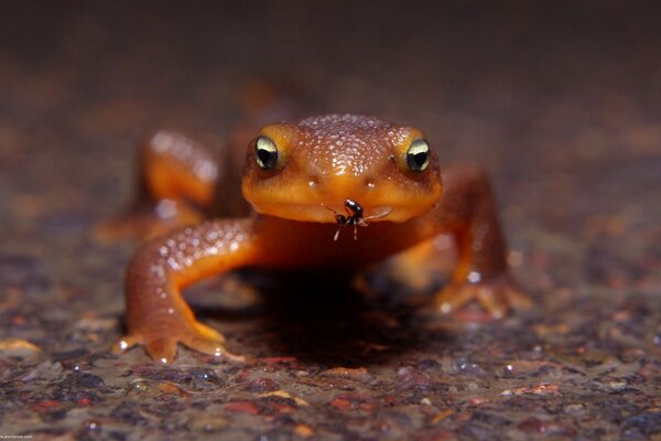 Anfibios anfibios en la naturaleza