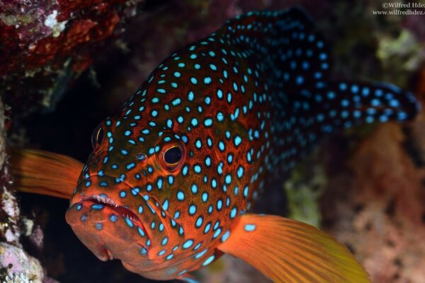 Hermoso pez manchado en el acuario