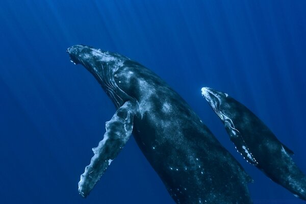 Familia de ballenas. Mamá y el gatito