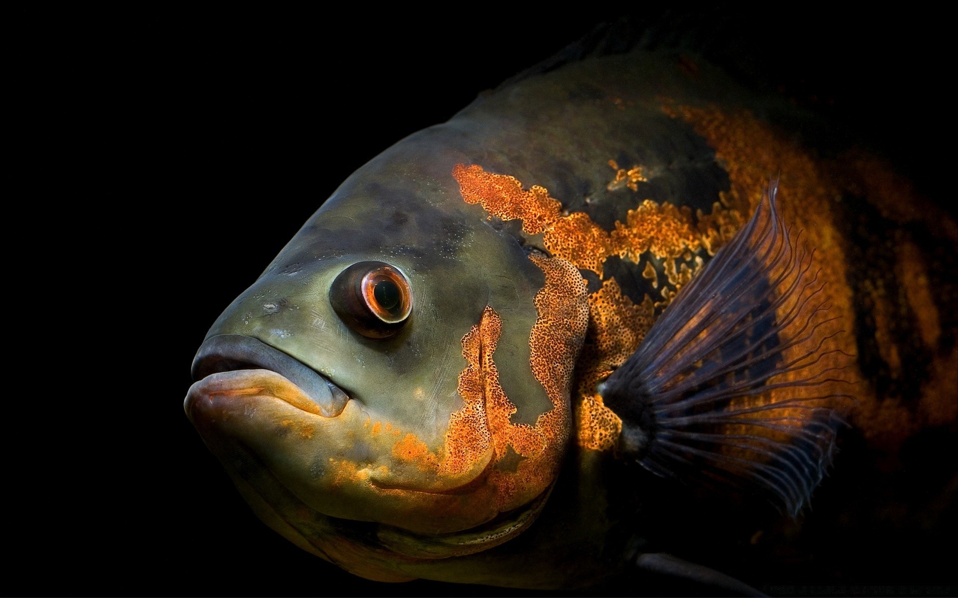 animales marinos peces bajo el agua acuario natación crucian océano mariscos naturaleza uno mar aleta peces de colores invertebrados agua agua dulce