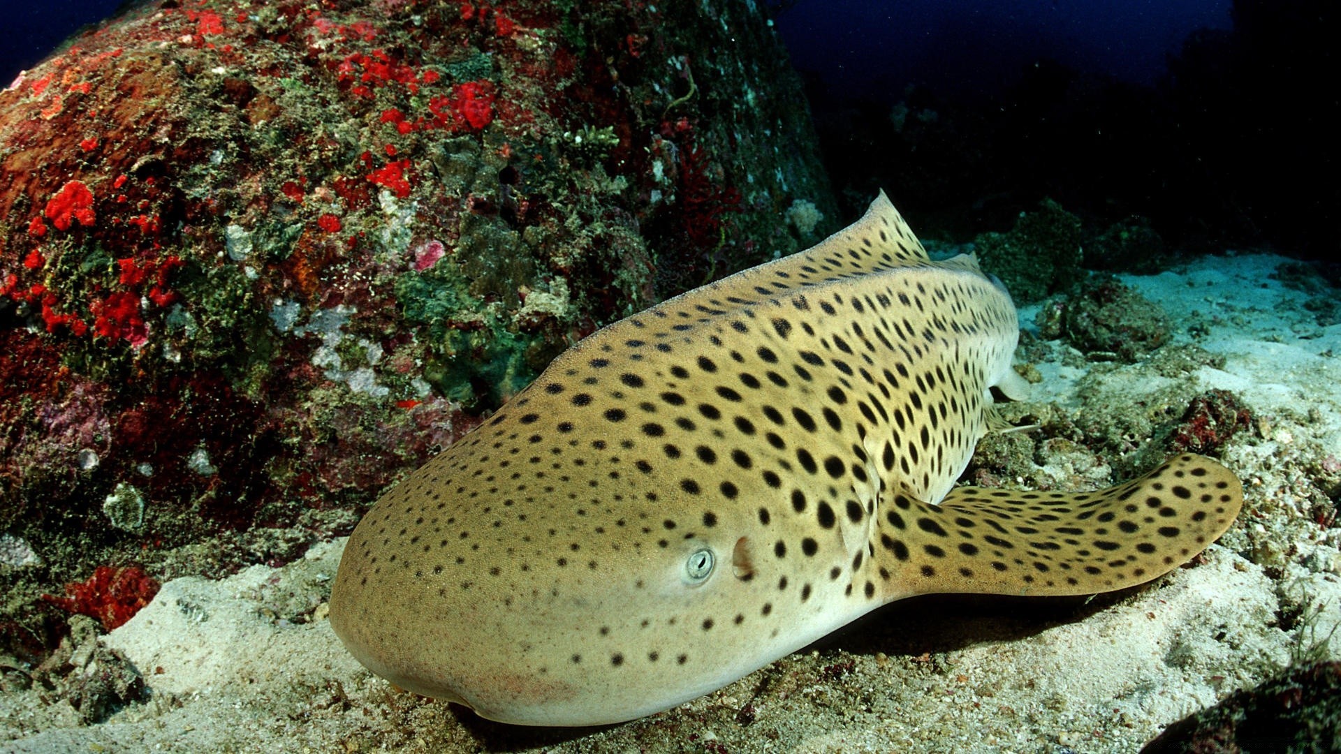 animales marinos bajo el agua peces invertebrados océano coral arrecife mar agua vida silvestre viajes submarino natación tropical