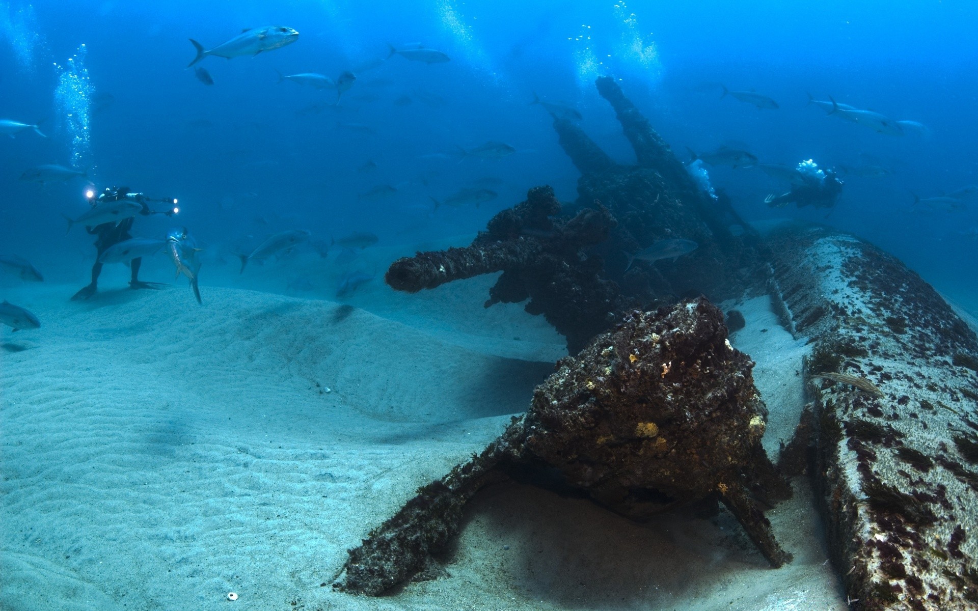 animales marinos bajo el agua deportes acuáticos océano agua peces mar naufragio invertebrados arrecife submarino natación viajes desastre coral exploración restos medio ambiente buceo