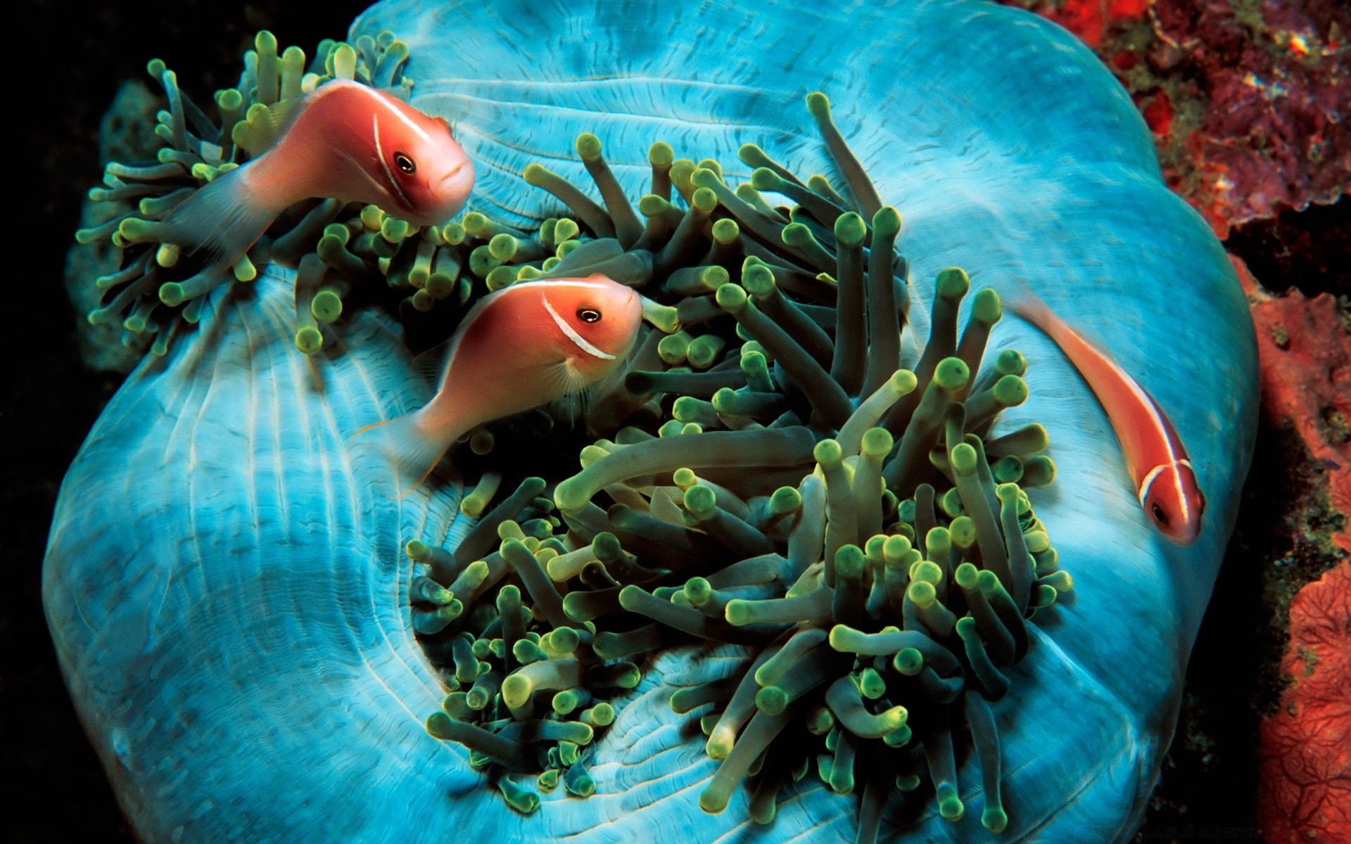 animales marinos bajo el agua peces océano agua mar natación invertebrados acuario coral arrecife tropical buceo