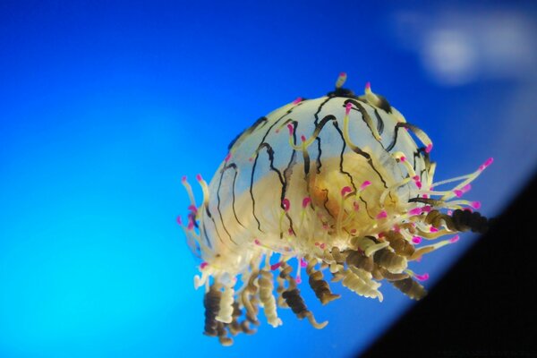 Animales marinos en el agua multicolor