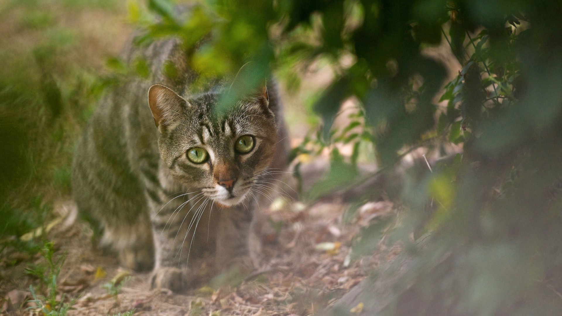 gatos naturaleza gato lindo al aire libre animal piel ojo mamífero retrato hierba pequeño joven salvaje jardín