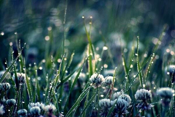Hierba en la naturaleza bajo macro fotografía