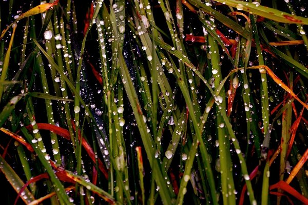 Fotografía macro sobre el tema de la lluvia
