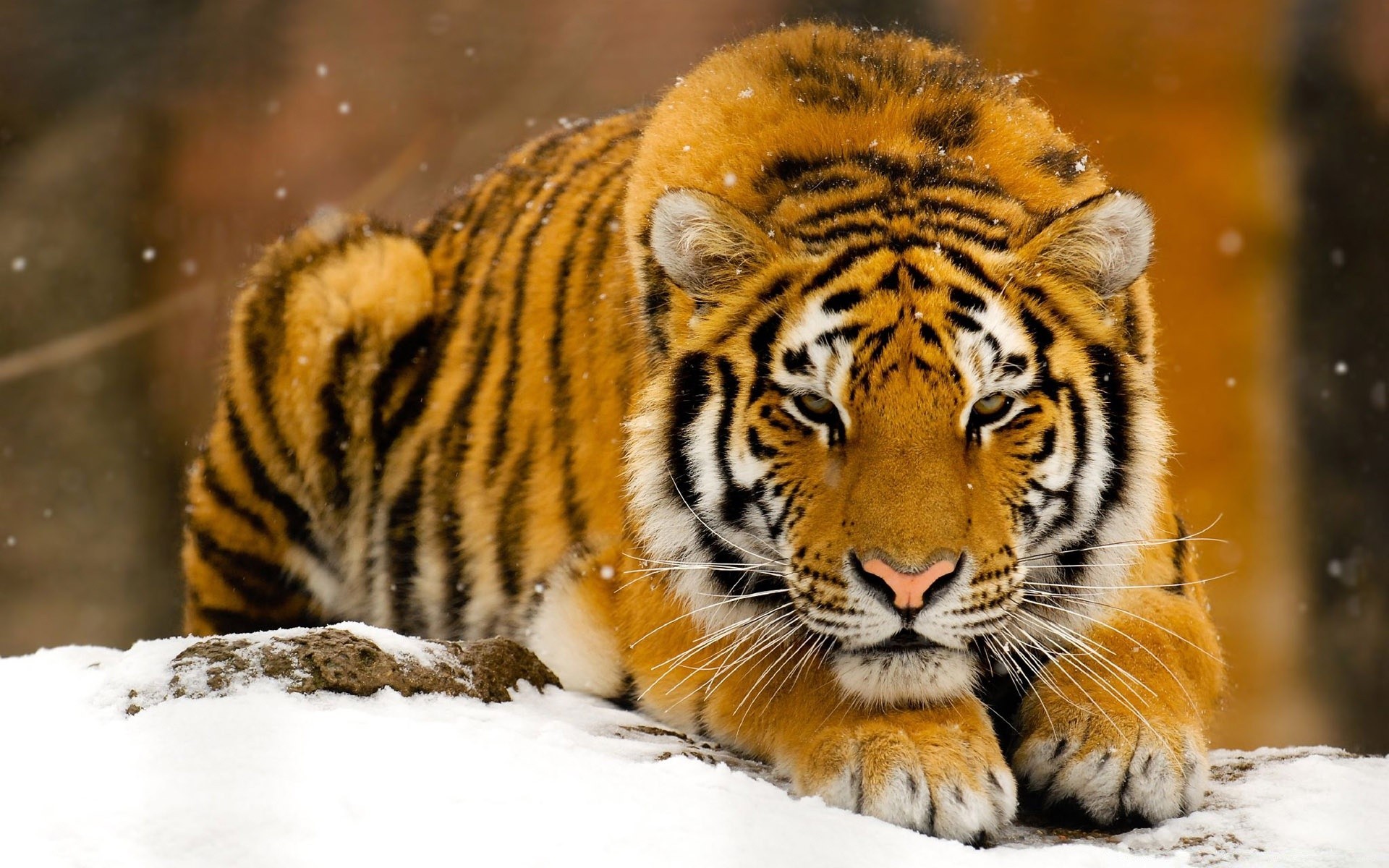 animales vida silvestre gato animal depredador mamífero tigre naturaleza zoológico cazador salvaje carnívoro