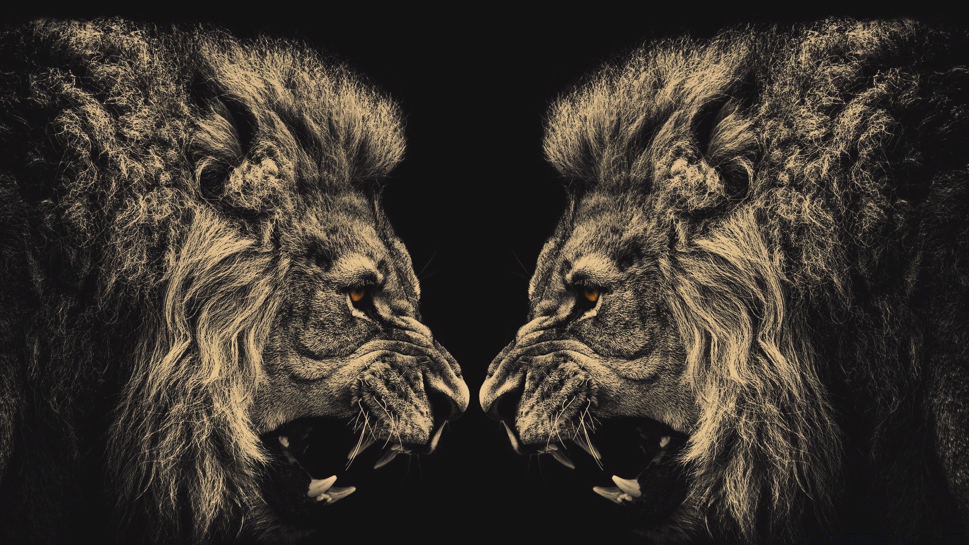 animales mamífero león retrato animal vida silvestre gato monocromo peligro perro pelaje zoológico perro salvaje