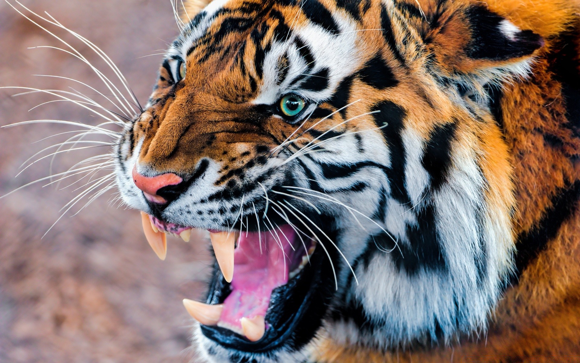 animales tigre vida silvestre gato zoológico animal mamífero depredador safari raya salvaje carnívoro cazador agresión piel selva enojado caza buscando naturaleza grande