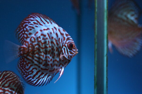 Hermosos peces blancos con rayas rojas