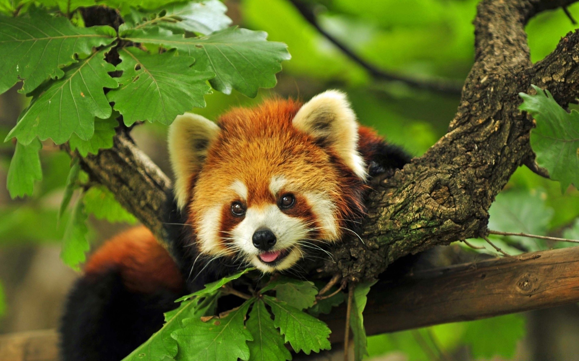 animales naturaleza vida silvestre mamífero animal salvaje lindo madera madera joven