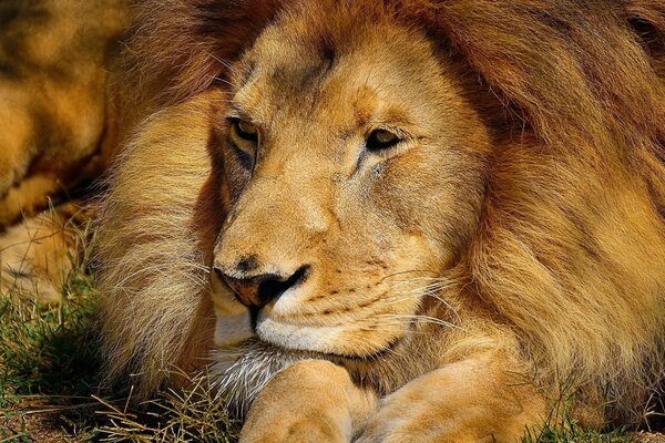 El gran León descansa en la naturaleza