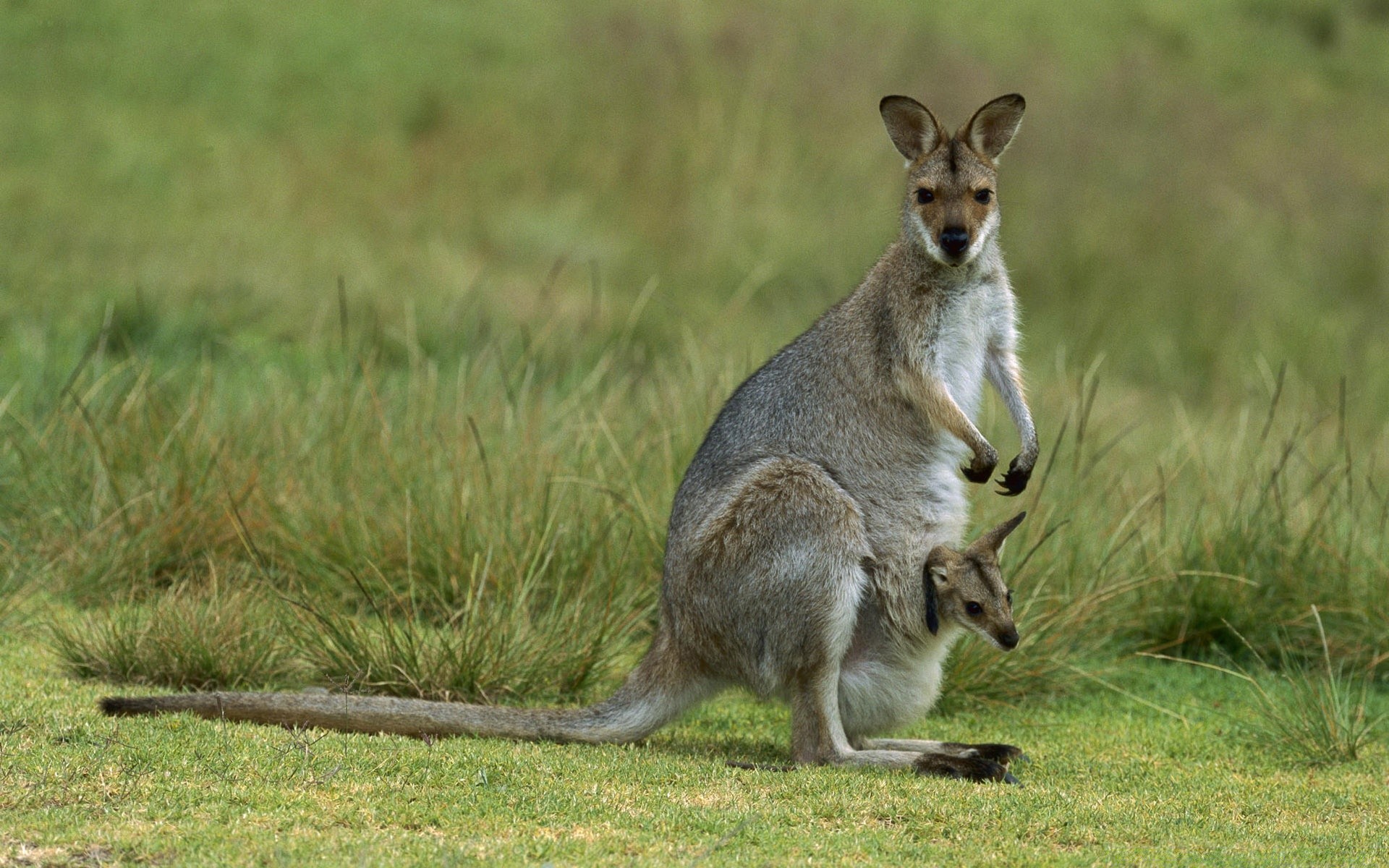 animales vida silvestre mamífero marsupial canguro hierba animal wallaby salvaje naturaleza lindo cola gris piel saltar retrato bolsa al aire libre ver zoológico