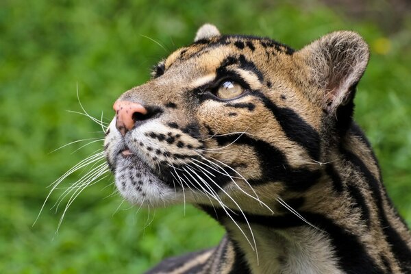 Grandes gatos con líneas negras