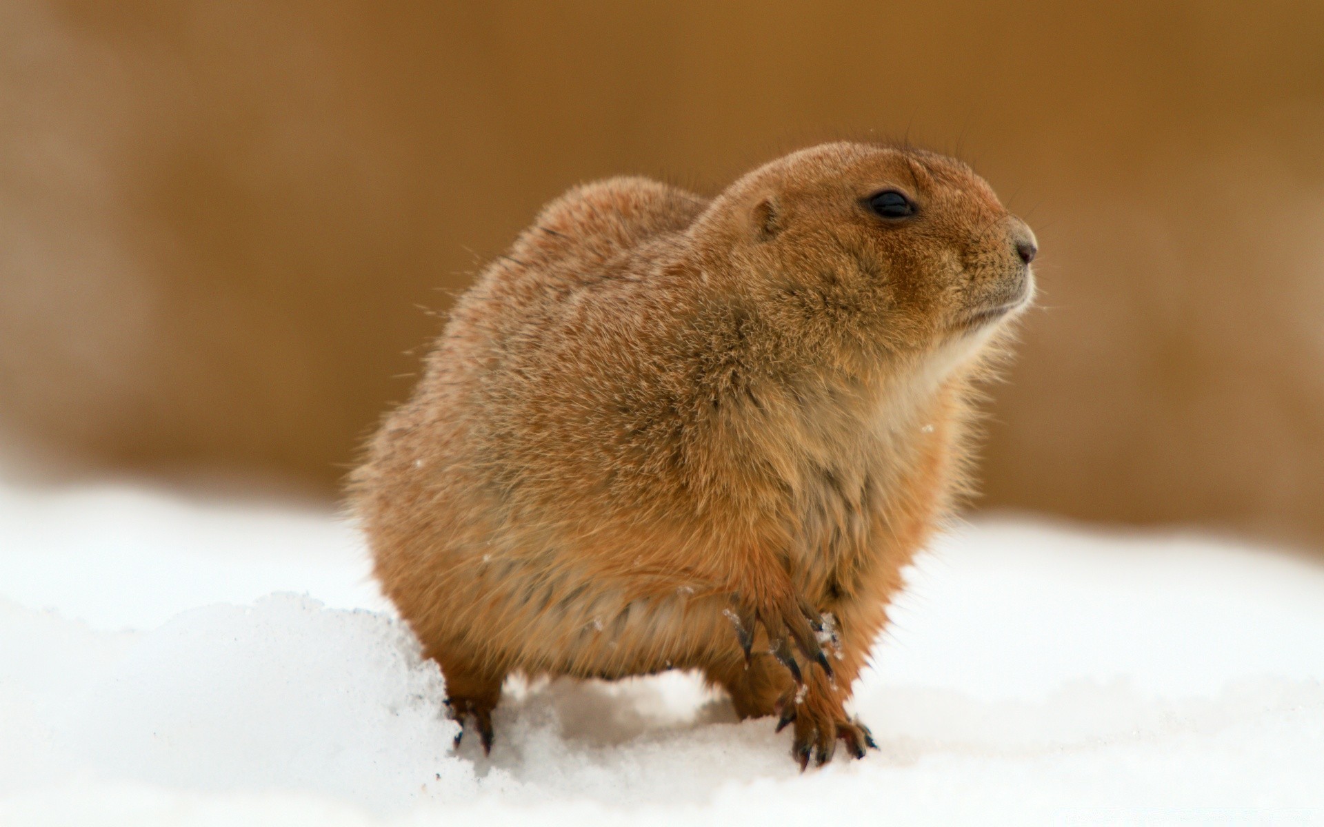 animales mamífero vida silvestre roedor lindo naturaleza poco nieve invierno animal