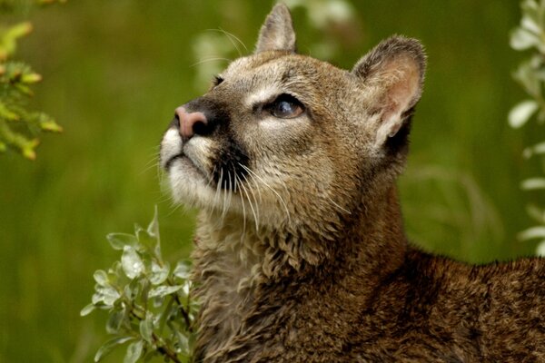 Gato salvaje de cerca