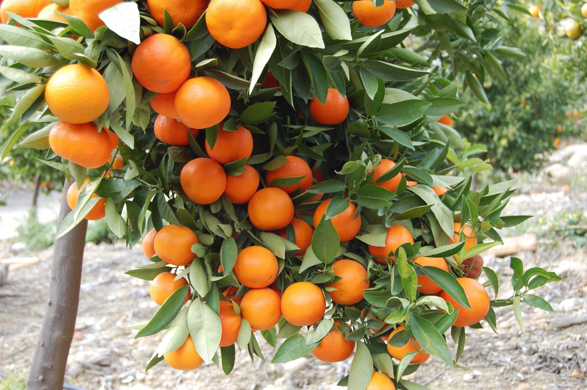 fruta hoja comida naturaleza jardín suculenta pasto agricultura crecer salud verano saludable flora rama