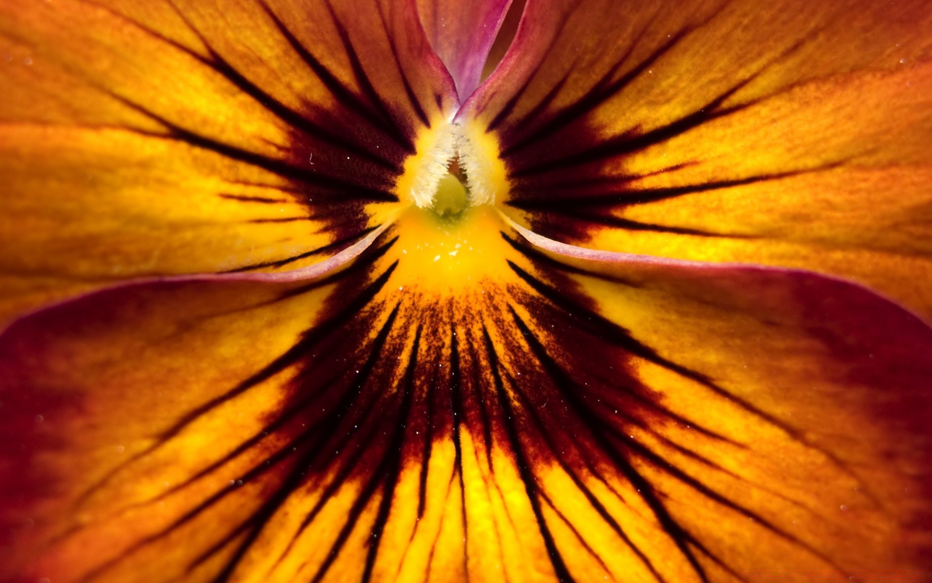 macro flor naturaleza color brillante desenfoque