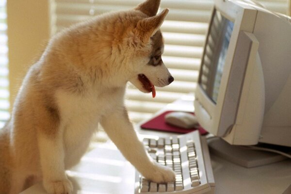 Perros inteligentes solos en el interior en ausencia de dueños