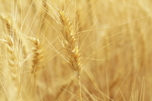 El trigo crece en el campo amarillo