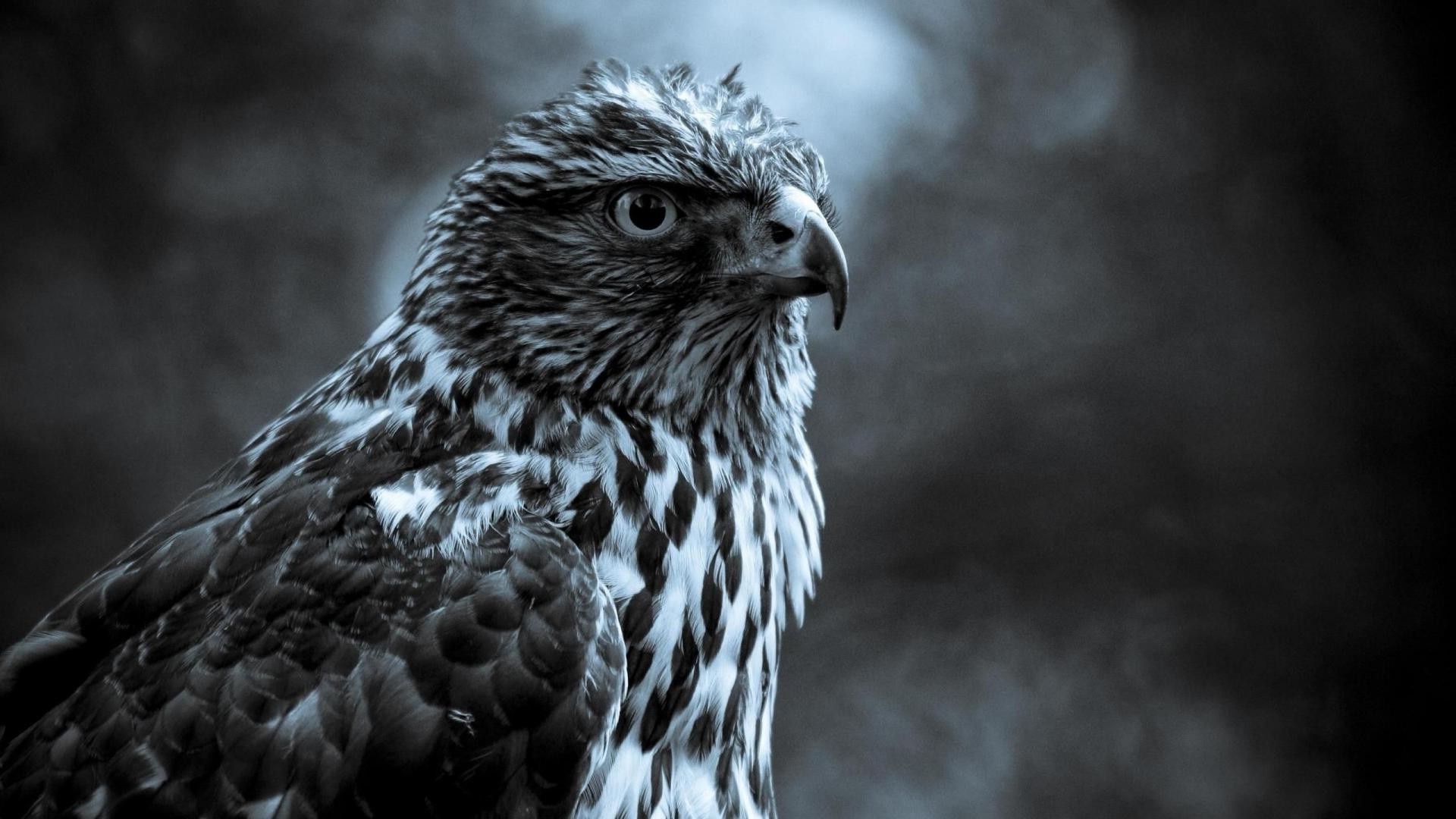 animales vida silvestre pájaro raptor animal naturaleza águila retrato presa