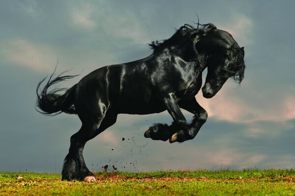 Caballo negro indomable