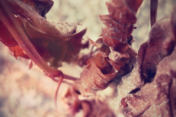 Imagen de la naturaleza con macro