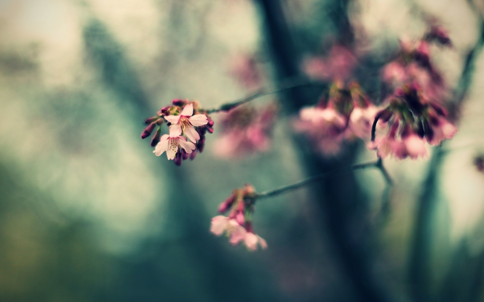 macro flor naturaleza flora jardín al aire libre desenfoque hoja insecto dof crecimiento verano color parque luz del día árbol pétalo primer plano