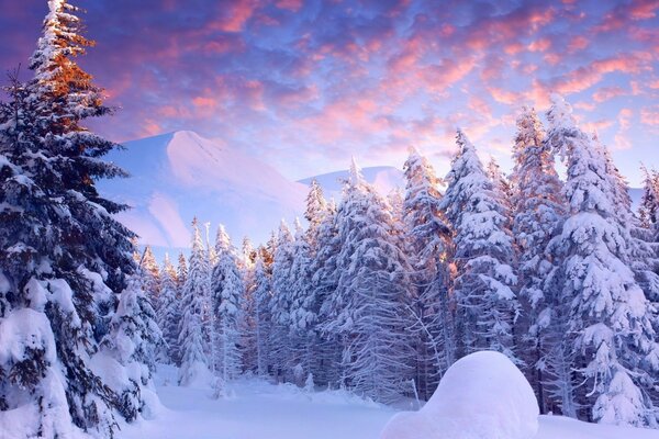 Árboles de Navidad envueltos en nieve en un bosque frío