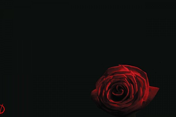 Flor rosa roja sobre fondo negro